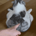 萌宠 猫咪 打你 呆萌 可爱