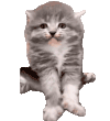 萌宠 猫咪 疯 呆萌 可爱