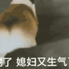 萌宠 狗狗 媳妇又生气了 呆萌 可爱
