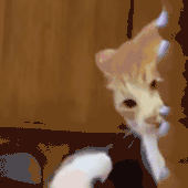 萌宠 猫咪 吃 呆萌 可爱