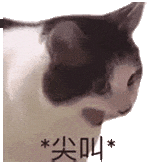 萌寵 貓咪 尖叫 呆萌 可愛