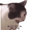 萌宠 猫咪 尖叫 呆萌 可爱