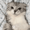 萌宠 猫咪 呆 呆萌 可爱