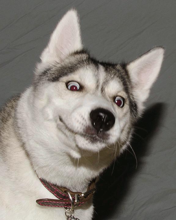 有毒的二哈小狗吐舌头一群二哈gif动图_动态图_表情包下载_soogif