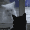 萌宠 猫咪 开门 呆萌 可爱