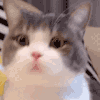 萌宠 猫咪 盯 呆萌 可爱