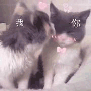 沙雕猫