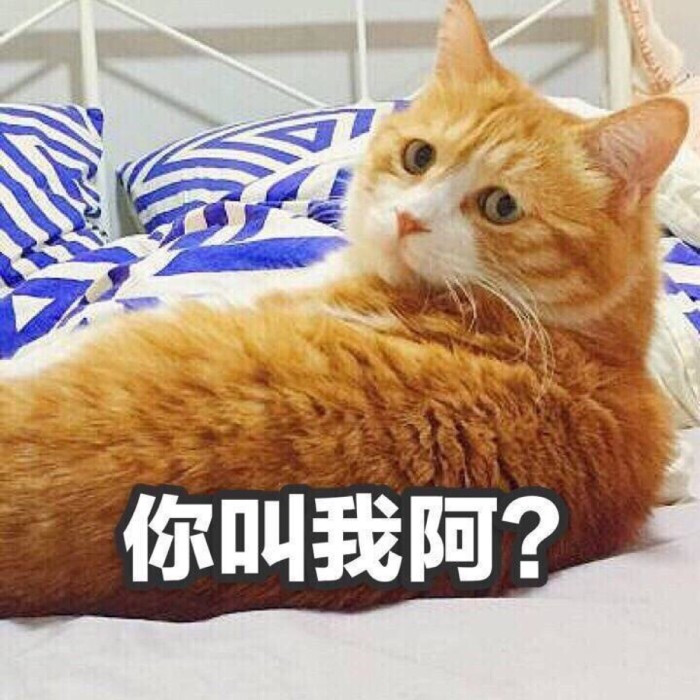 好奇的表情包小猫图片