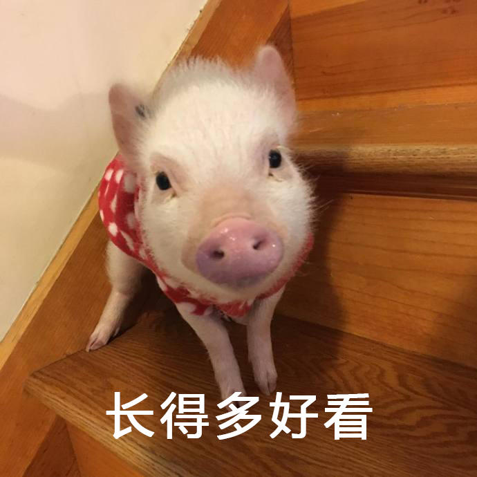 猪的照片搞笑表情图片