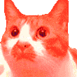 发光猫咪 猫猫 可爱 魔性