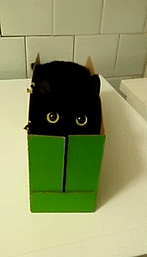 黑猫垃圾桶哪个动图图片