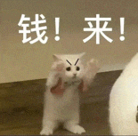萌寵 貓咪 錢來 呆萌 可愛