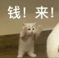 萌宠 猫咪 钱来 呆萌 可爱