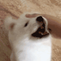 萌宠 狗狗 摸摸 呆萌 可爱