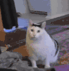 萌宠 猫咪 啊 呆萌 可爱