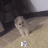 萌宠 猫咪 哼 呆萌 可爱