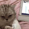 萌宠 猫咪 哼 生气 呆萌 可爱