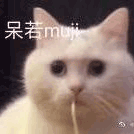 沙雕猫