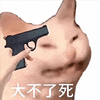 萌宠 猫咪 大不了死 呆萌 可爱