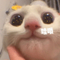 萌宠 猫咪 哇哦 呆萌 可爱