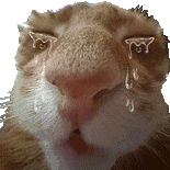 萌宠 猫咪 哭 呆萌 可爱