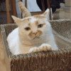 萌宠 猫咪 抓 呆萌 可爱
