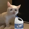 萌宠 猫咪 委屈 呆萌 可爱