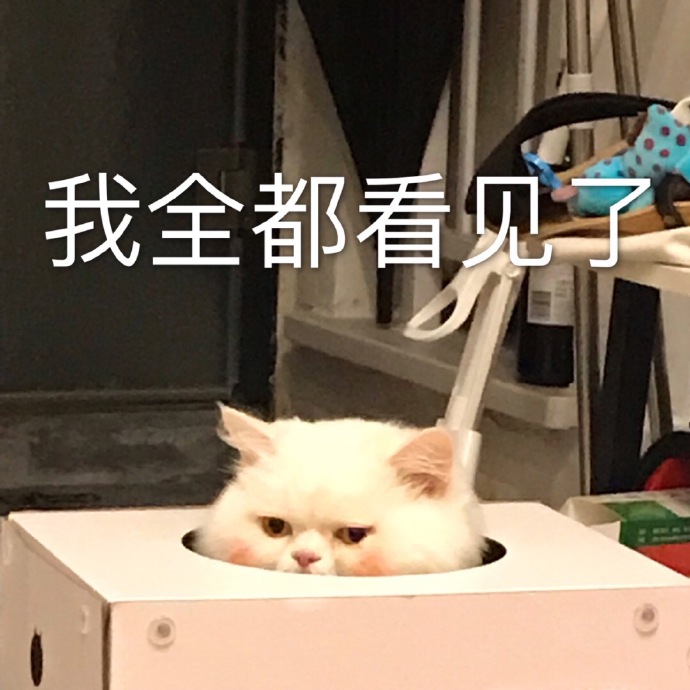 吊面猫表情包图片