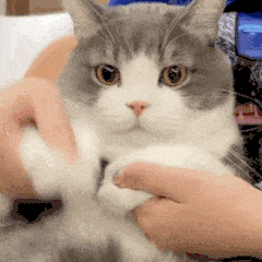 萌宠 猫咪 打你 呆萌 可爱
