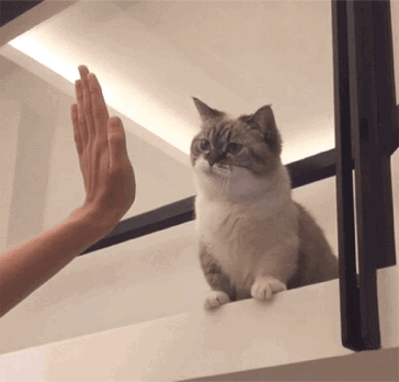 萌宠 猫咪 击掌 呆萌 可爱