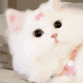 萌宠 猫咪 懵 呆萌 可爱