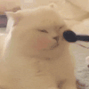 萌宠 猫咪 挠痒 呆萌 可爱