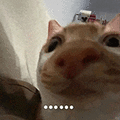 萌宠 猫咪 。。。。 呆萌 可爱