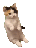 萌宠 猫咪 打你 呆萌 可爱