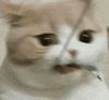 萌宠 猫咪 咬 呆萌 可爱