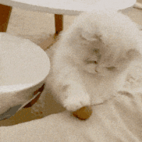 萌宠 猫咪 摸 呆萌 可爱