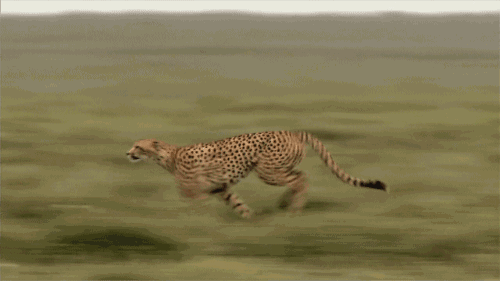 动物奔跑表情包图片