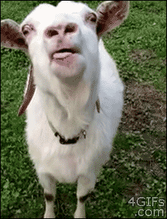 羊的表情包吐舌头图片