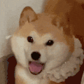 萌宠 狗狗 开心 呆萌 可爱