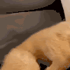 萌宠 狗 累了 呆萌 可爱