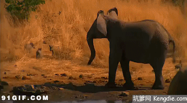 大象表演动图图片