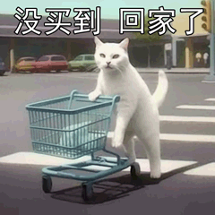 萌宠 猫咪 没买到回家了 呆萌 可爱