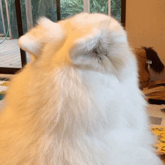 萌宠 狗狗 转头 呆萌 可爱