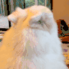 萌宠 狗狗 转头 呆萌 可爱