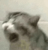 萌宠 猫咪 心碎 呆萌 可爱