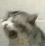 萌宠 猫咪 心碎 呆萌 可爱