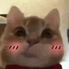 萌宠 猫咪 脸红 呆萌 可爱
