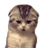 萌宠 猫咪 生气 呆萌 可爱