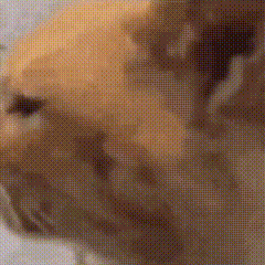 猫咪 可爱 搞怪 沙雕