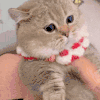萌宠 猫咪 打你 呆萌 可爱